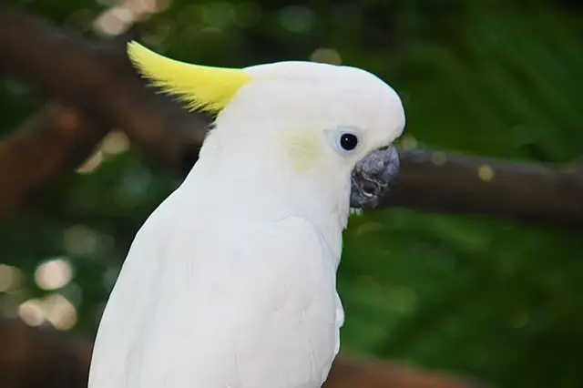 yellow crested cockatoo